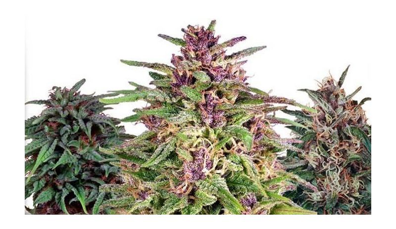 Dutch Outdoor Mix, Фасовка: 9