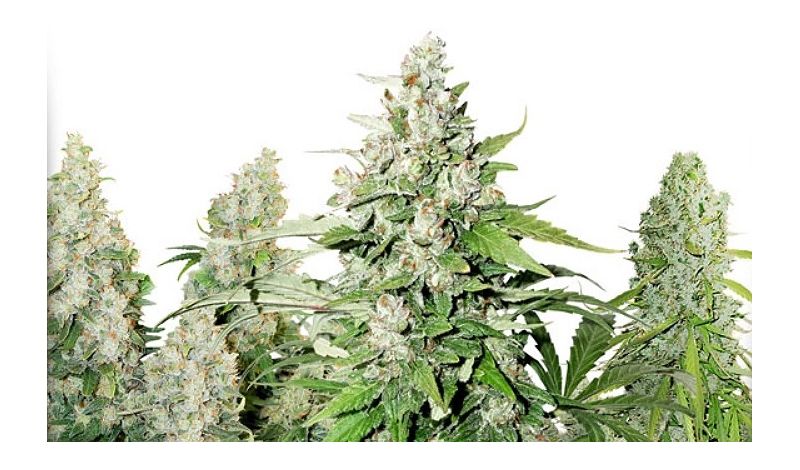 High Potency Auto Mix, Фасовка: 9