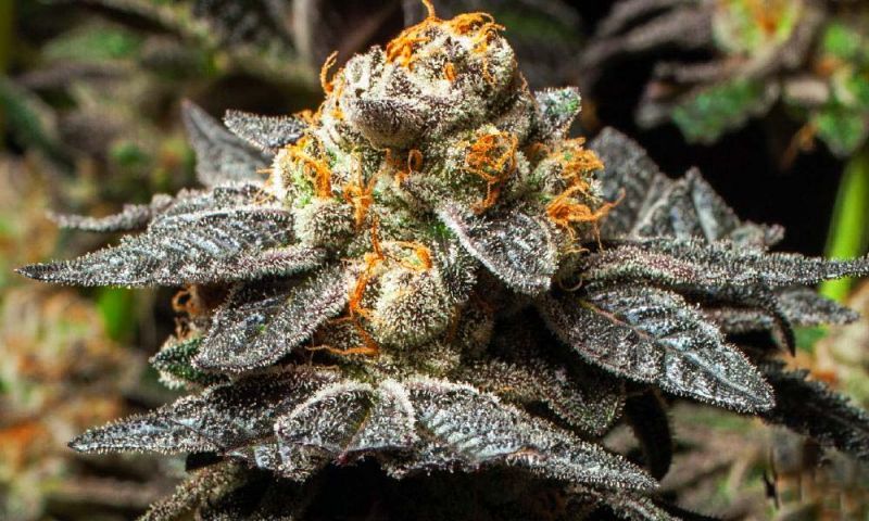 Girl Scout Cookies (X), Фасовка: 5, изображение 3