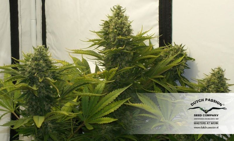 Strawberry Cough, Фасовка: 10, изображение 3