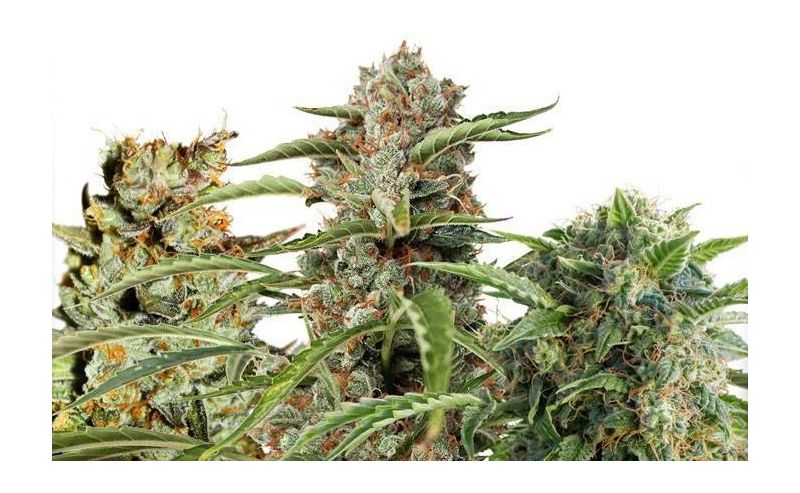 Fruity Autoflower Mix, Фасовка: 9