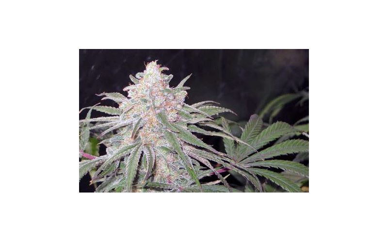 Kaya Gold, Фасовка: 3, изображение 4