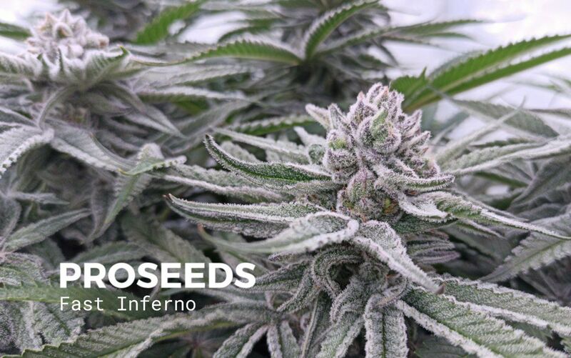 Fast Inferno, Фасовка: 6