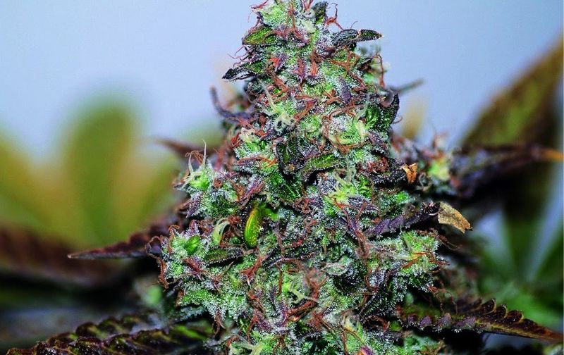 Skunk #1, Фасовка: 3, изображение 2