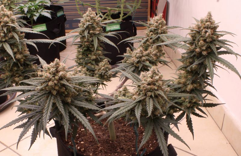 Auto Gelato, Фасовка: 5, изображение 2