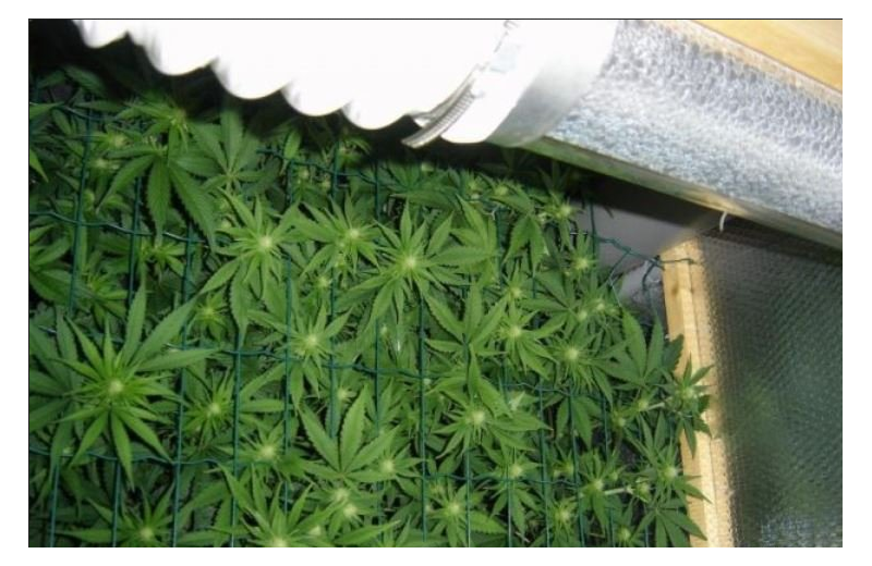 Big Bud, Фасовка: 10, изображение 2