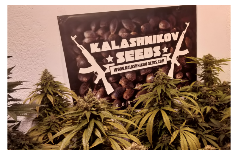 Lavanda Cream, Фасовка: 5, изображение 4