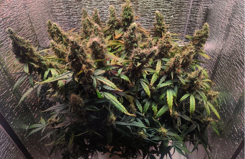 Авто ВДВ, Фасовка: 3, изображение 9