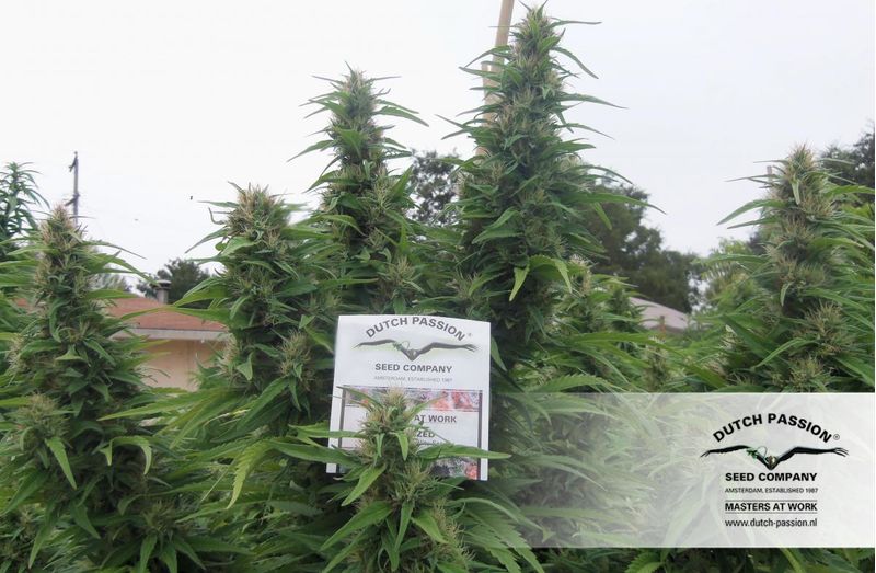 Durban Poison, Фасовка: 3, изображение 5