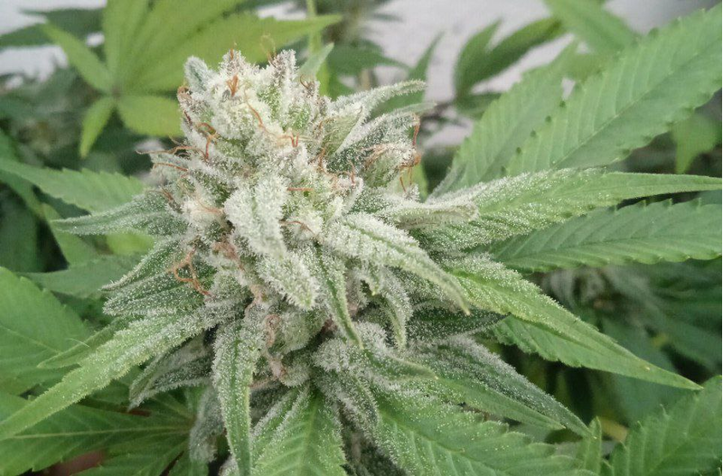 Parabellum, Фасовка: 10