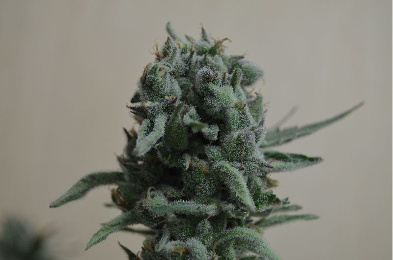 White Widow 47, Фасовка: 5