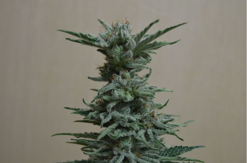 AK Skunk, Фасовка: 5