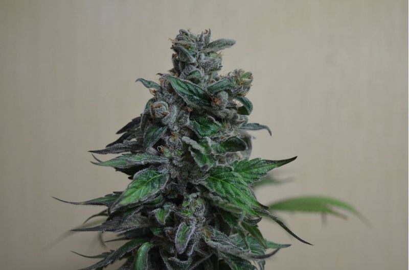 Moscow Blueberry, Фасовка: 3