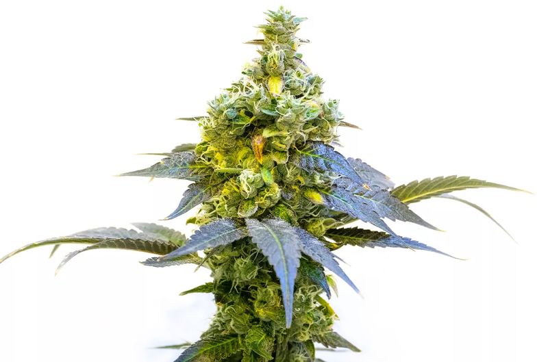 Stoned Panda, Фасовка: 3, изображение 2