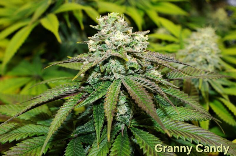 Granny Candy, Фасовка: 3, изображение 3