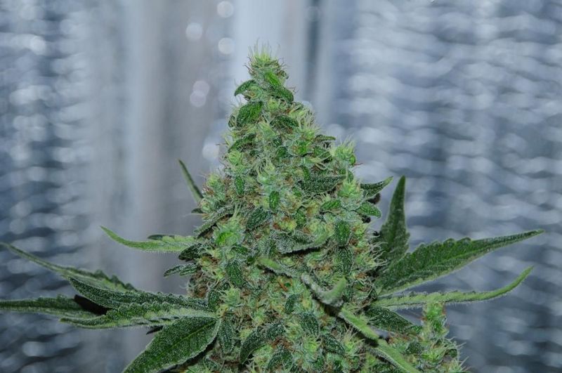 White Rhino, Фасовка: 3, изображение 5