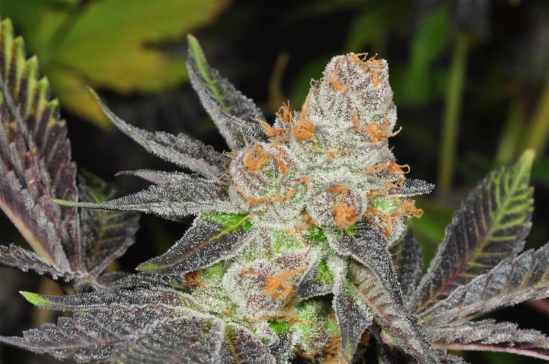 Girl Scout Cookies (X), Фасовка: 5, изображение 4