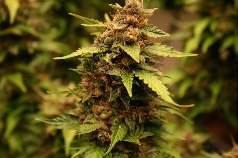 LSD-EXPRESS Auto, Фасовка: 3, изображение 2