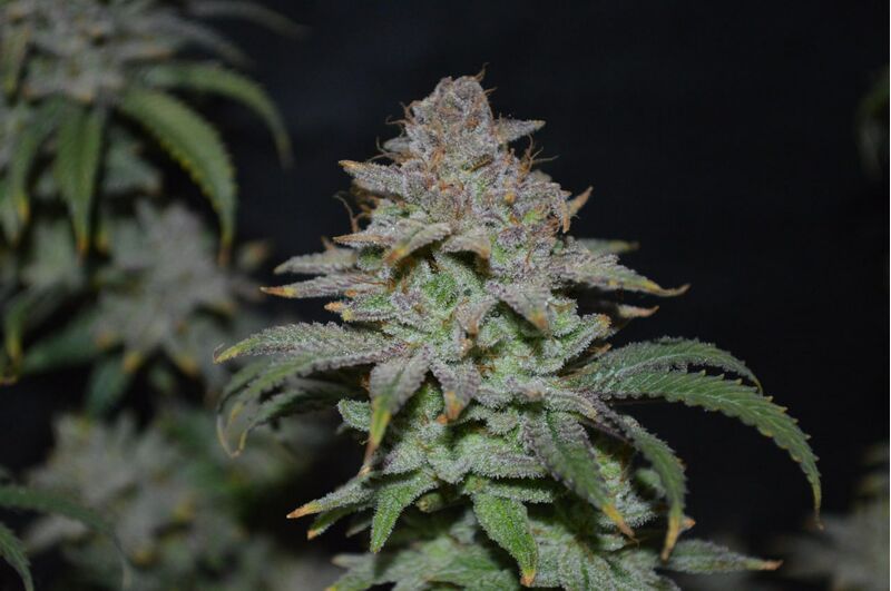 Apple Blossom, Фасовка: 3