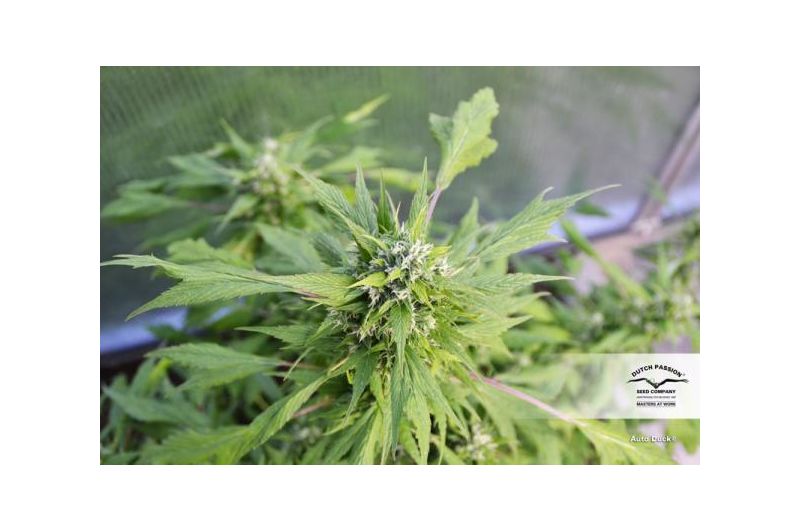 Duck Auto, Фасовка: 1, изображение 3