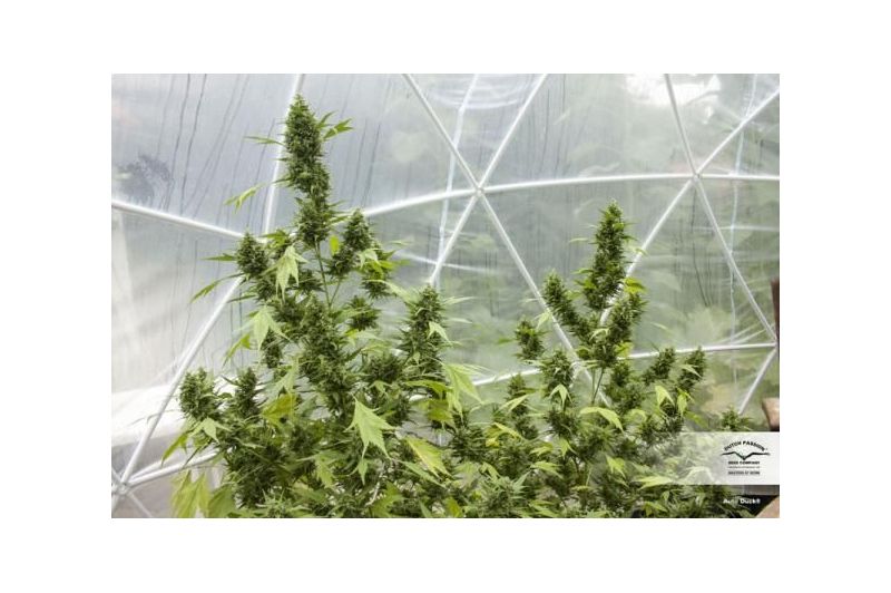 Duck Auto, Фасовка: 1, изображение 5