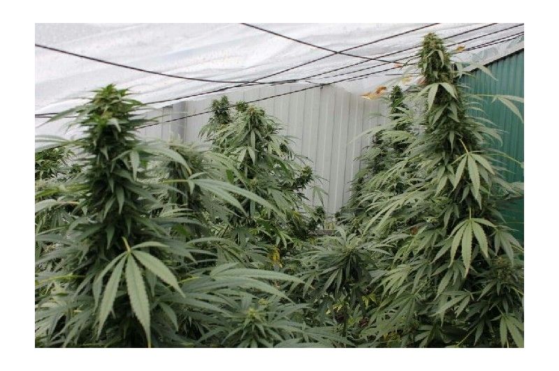 X-120 SuperAuto, Фасовка: 5, изображение 4