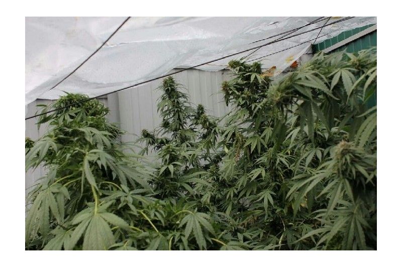 X-120 SuperAuto, Фасовка: 5, изображение 2