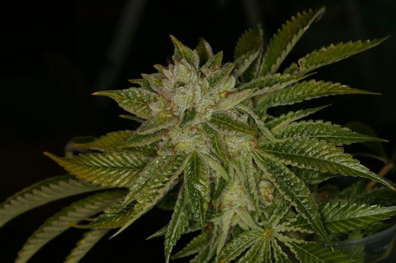 MK-Ultra (X), Фасовка: 5, изображение 4