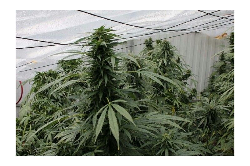 X-120 SuperAuto, Фасовка: 5, изображение 3