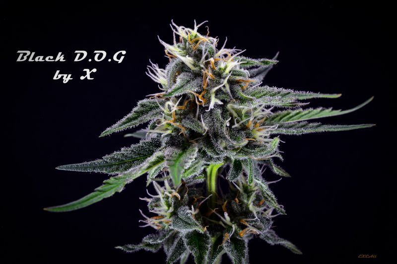 Экспресс Black D.O.G, Фасовка: 5