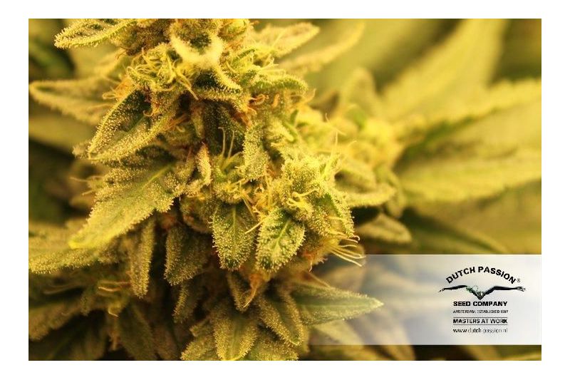 Pamir Gold, Фасовка: 3, изображение 5