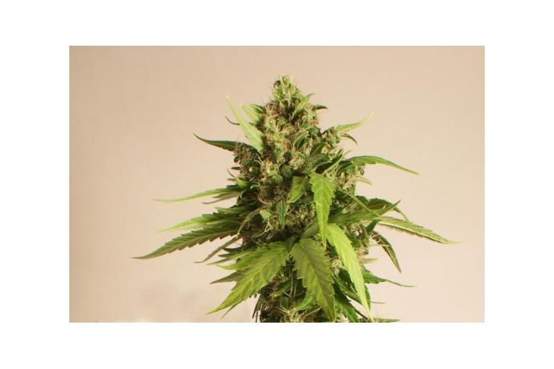 Taiga #2, Фасовка: 3, изображение 6