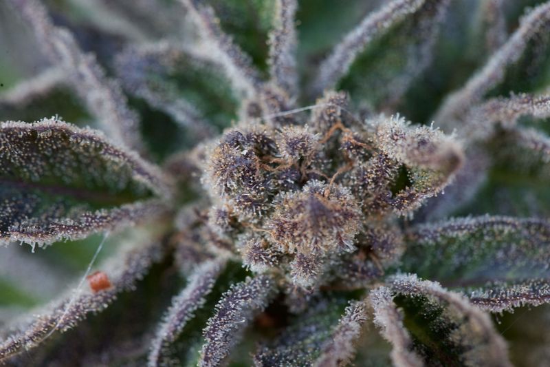 King's Juice Auto, Фасовка: 5, изображение 2