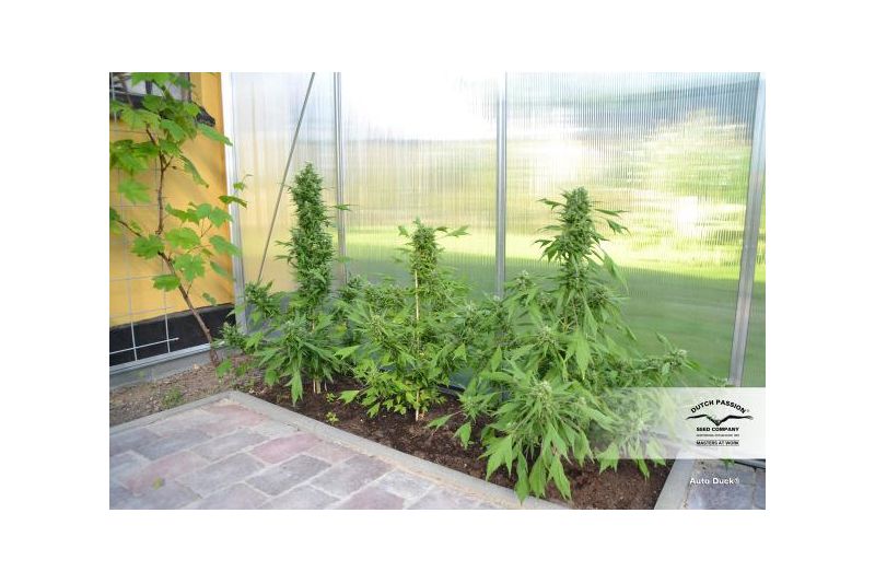 Duck Auto, Фасовка: 1, изображение 2