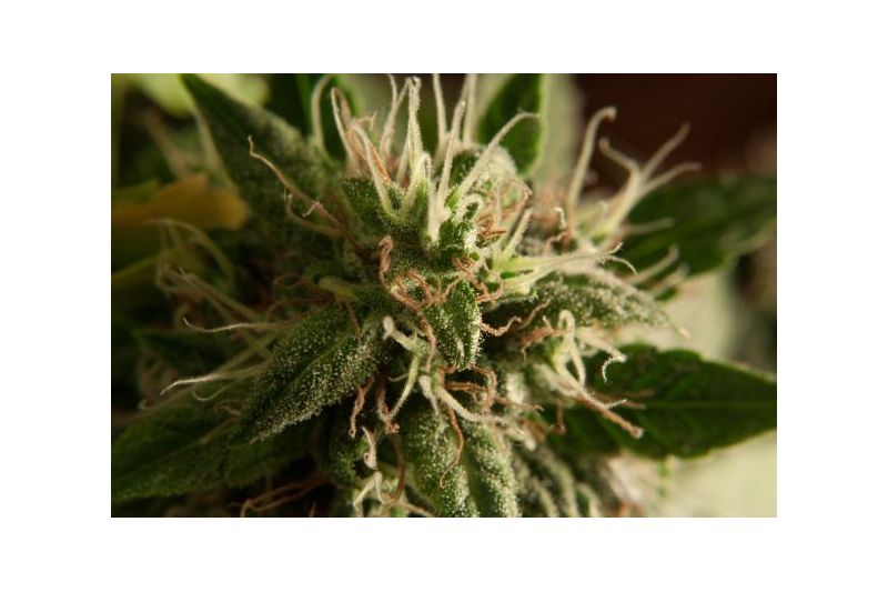 Taiga #2, Фасовка: 3, изображение 5