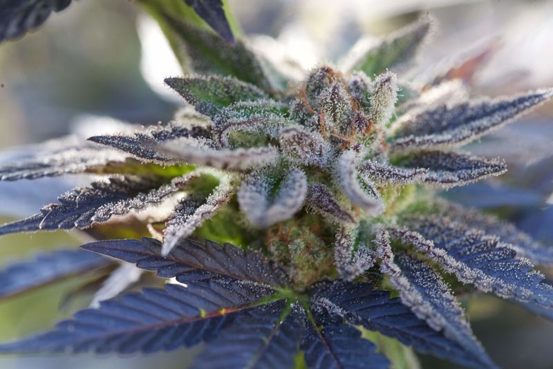 King's Juice Auto, Фасовка: 5, изображение 3