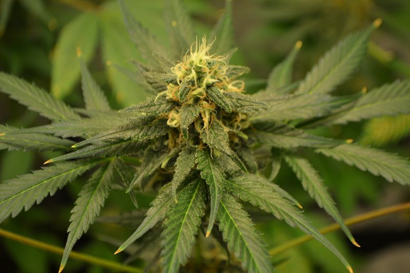 Sweet Poison, Фасовка: 5, изображение 2