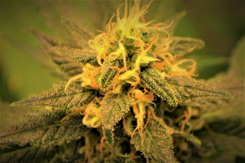 Sweet Poison, Фасовка: 5