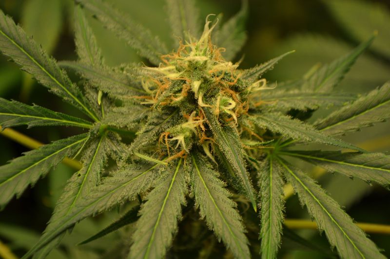 Bob Morley, Фасовка: 5