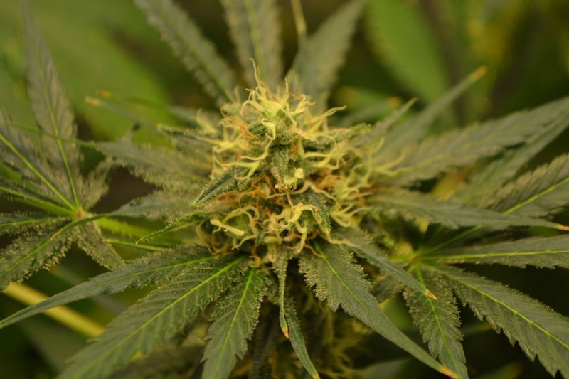 Jamaican Star, Фасовка: 5