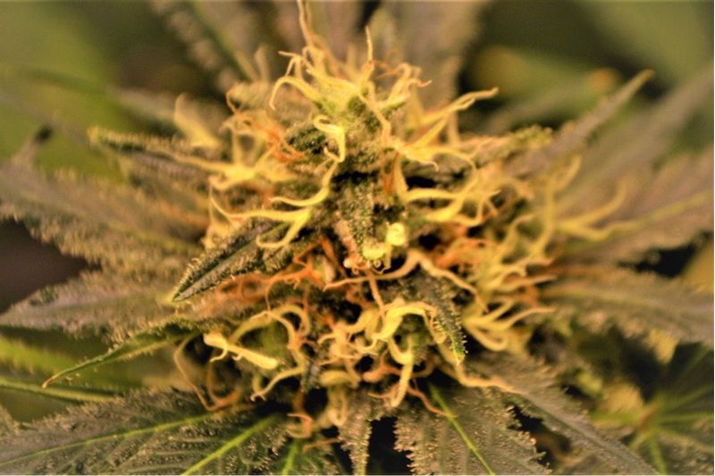 Jamaican Star, Фасовка: 5, изображение 2