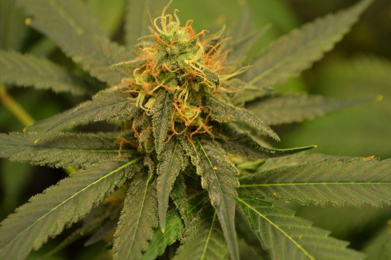 Reggae Spirit, Фасовка: 5, изображение 2