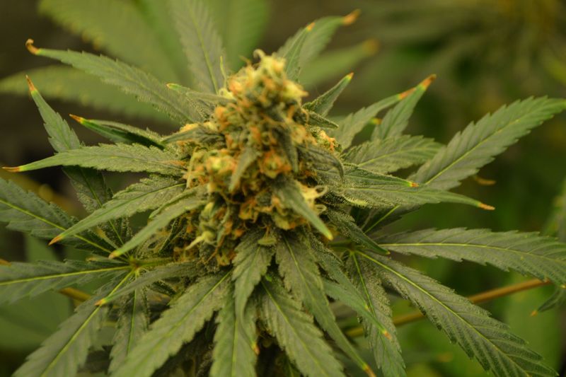 Kingstone, Фасовка: 5