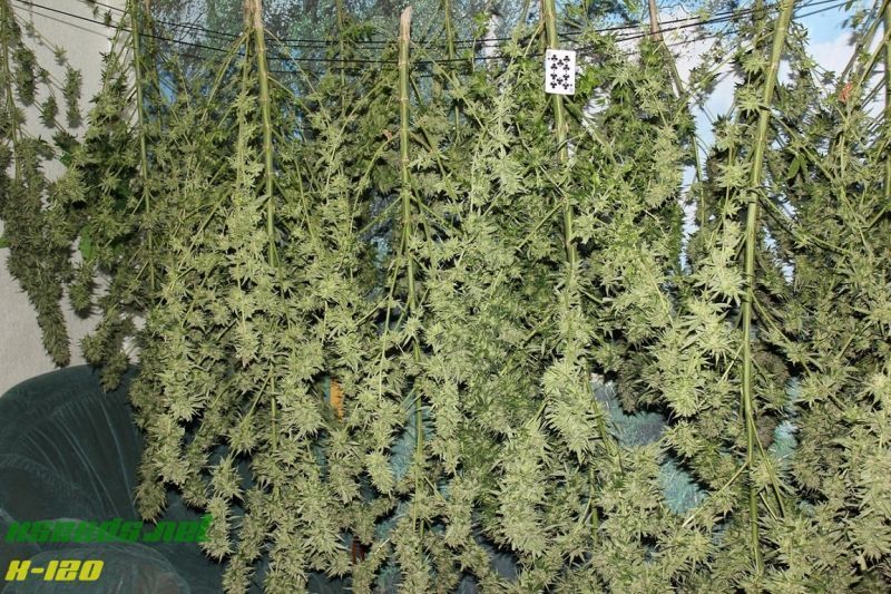 X-120 SuperAuto, Фасовка: 5, изображение 16