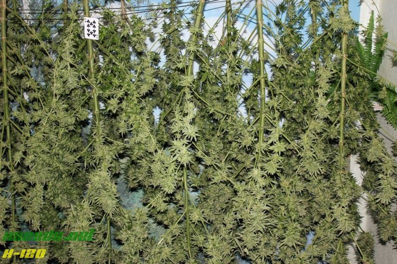 X-120 SuperAuto, Фасовка: 5, изображение 15