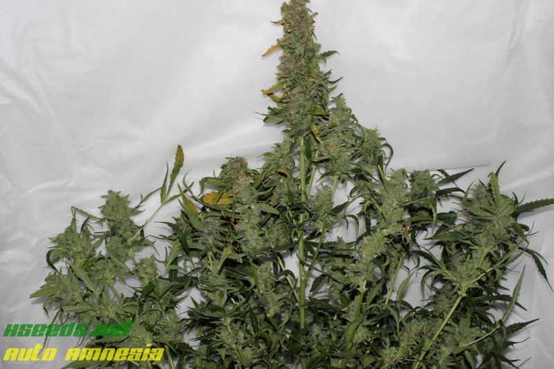 Auto Amnesia (X Seeds), Фасовка: 5, изображение 3