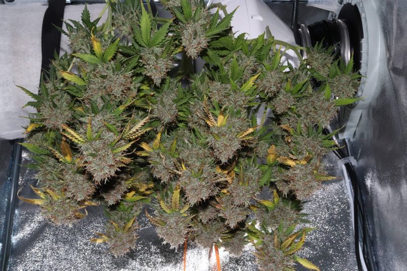 Auto Gorilla XL, Фасовка: 5, изображение 8