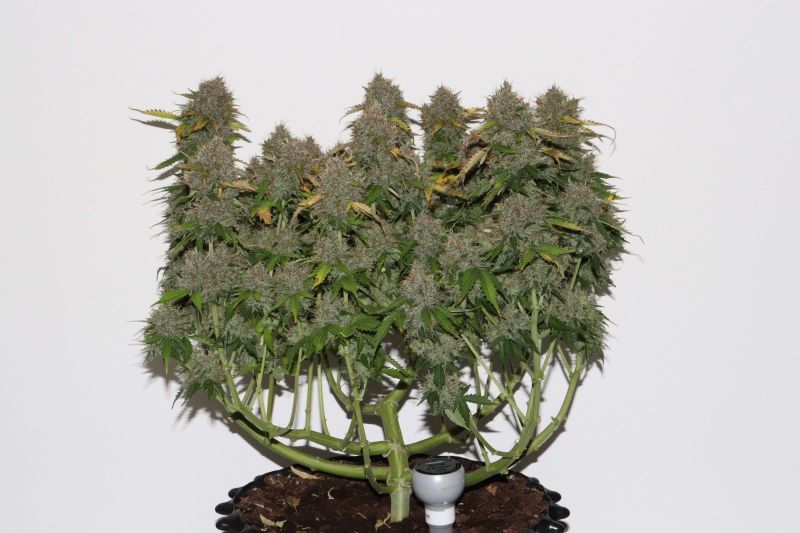 Auto Gorilla XL, Фасовка: 5, изображение 9