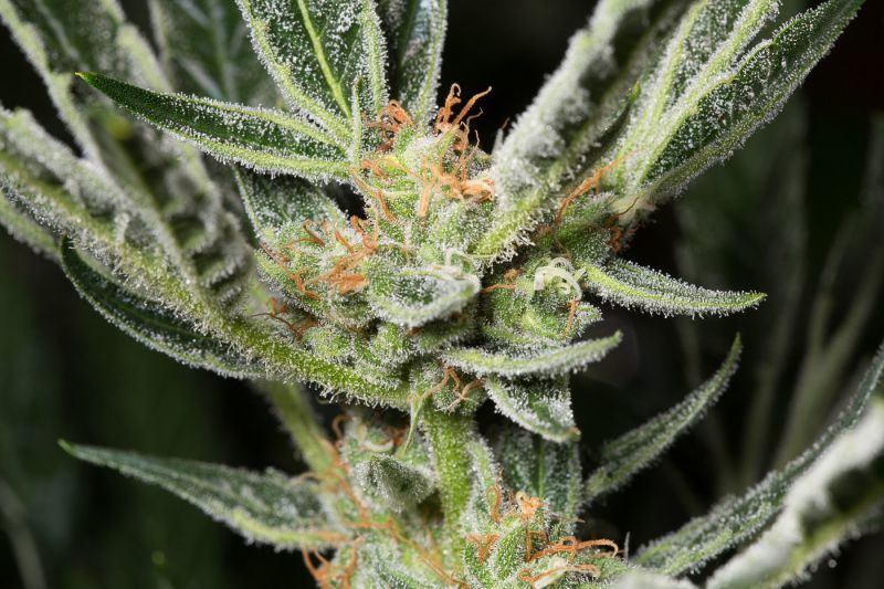 Auto OG Kush (X), Фасовка: 5, изображение 4