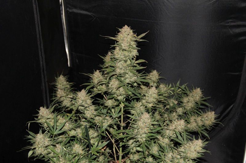 Auto OG Kush (X), Фасовка: 5, изображение 3
